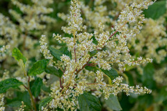 Trymalium odoratissimum