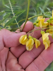 Sesbania drummondii