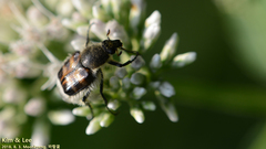 Lasiotrichius succinctus