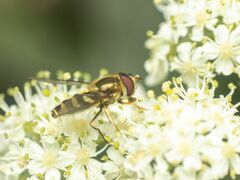 Syrphus opinator