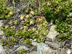 Saxifraga paniculata