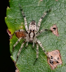 Anyphaena