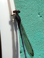 Argia fumipennis
