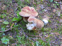 Boletus smithii