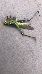 Schistocerca obscura