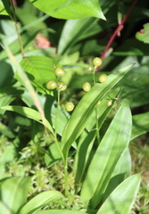 Maianthemum trifolium
