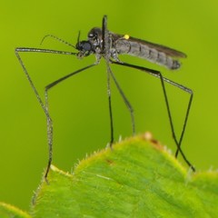 Gnophomyia tristissima