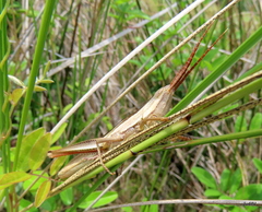 Mermiria intertexta
