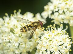 Syrphus opinator