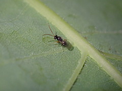 Cynipoidea