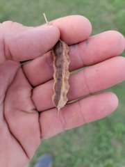 Sesbania drummondii
