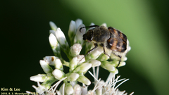 Lasiotrichius succinctus