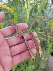 Sesbania drummondii