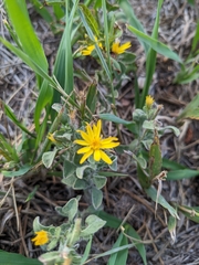 Heterotheca