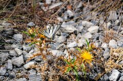 Iphiclides feisthamelii