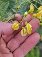 Sesbania drummondii