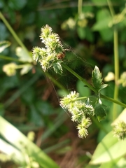 Sanicula canadensis