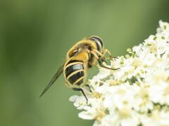 Eristalis hirta