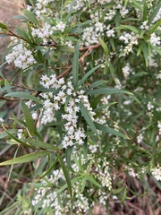Leucopogon affinis