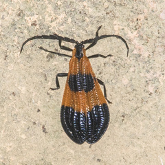 Calopteron terminale