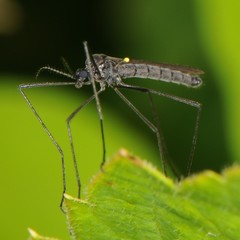 Gnophomyia tristissima
