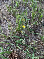Heterotheca