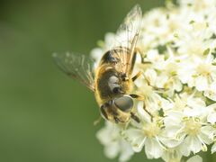 Eristalis hirta