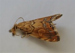 Glaucocharis leucoxantha