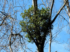 Ileostylus micranthus