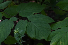 Aralia