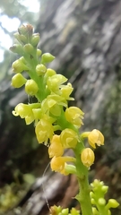 Polystachya concreta