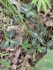 Goodyera pubescens