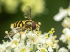 Syrphus opinator