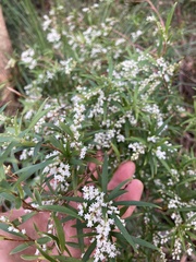 Leucopogon affinis