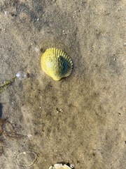 Lunarca ovalis