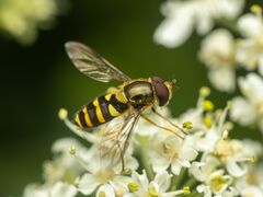 Syrphus opinator