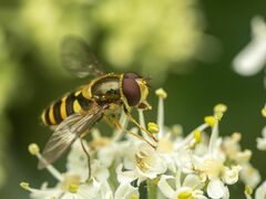 Syrphus opinator
