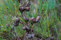 Allocasuarina
