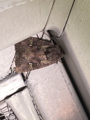 Lacinipolia renigera