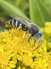 Bembix