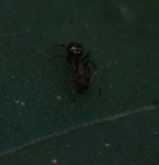 Camponotus subbarbatus