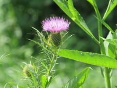 Cirsium altissimum
