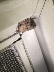 Lacinipolia renigera