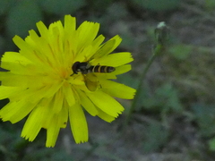 Fazia micrura