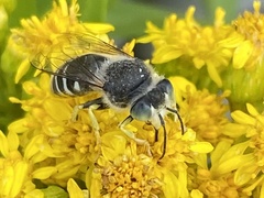 Bembix