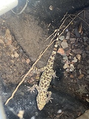 Hemidactylus turcicus