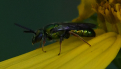 Augochlora pura