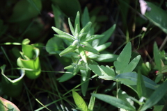 Rhododendron groenlandicum