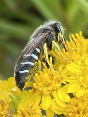 Bembix