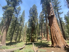Sequoiadendron giganteum